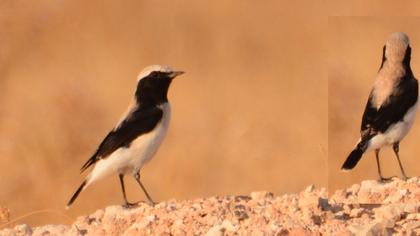 Finsch`s Wheatear