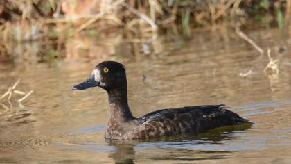 Tufted Duck