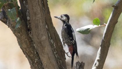 Syrian Woodpecker