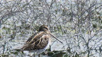 Common Snipe