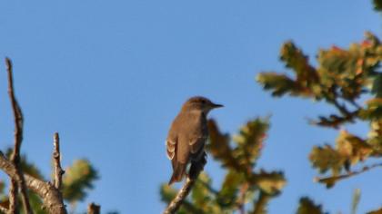 European Pied Flycatcher