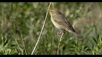 Willow Warbler