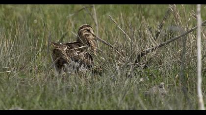 Common Snipe