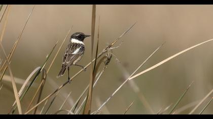 European Stonechat