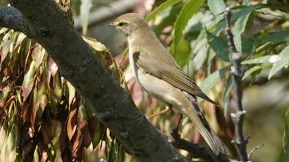 Willow Warbler
