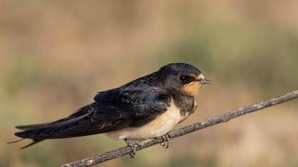 Barn Swallow