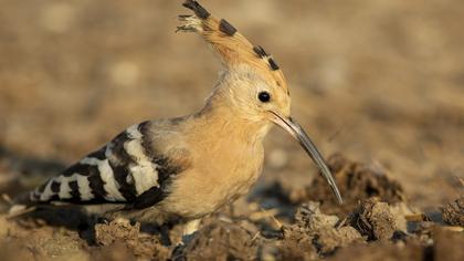 Eurasian Hoopoe