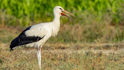 White Stork