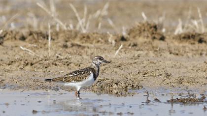 Ruddy Turnstone