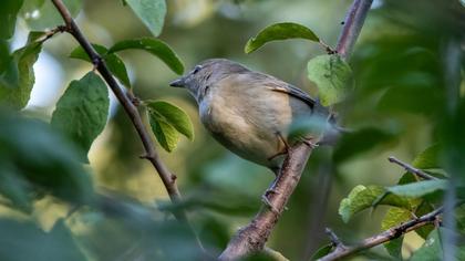 Garden Warbler