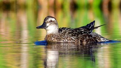 Garganey