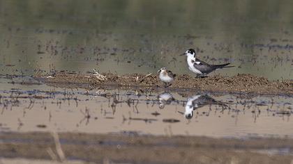 Black Tern
