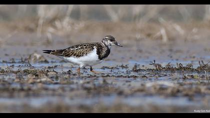 Ruddy Turnstone