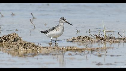 Broad-billed Sandpiper