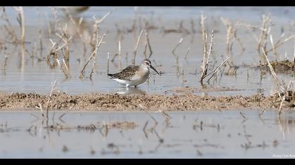 Curlew Sandpiper