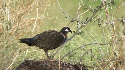Black Francolin