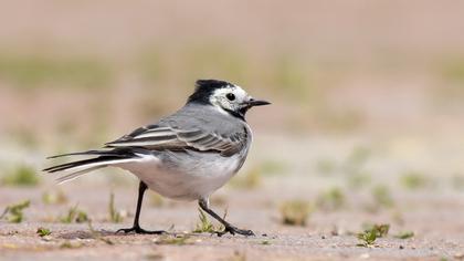 White Wagtail