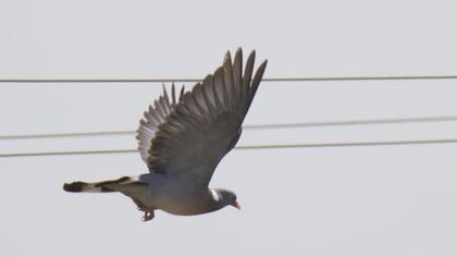 Common Wood Pigeon