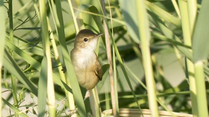 Eurasian Reed Warbler