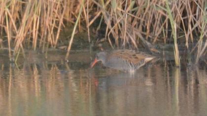 Water Rail
