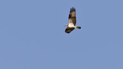 Western Osprey