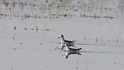 Red-necked Phalarope