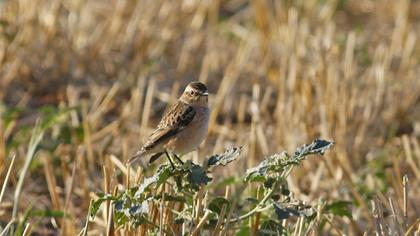 Whinchat