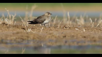 Collared Pratincole