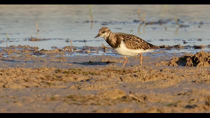Ruddy Turnstone