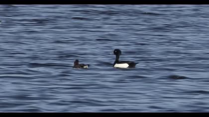 Tufted Duck