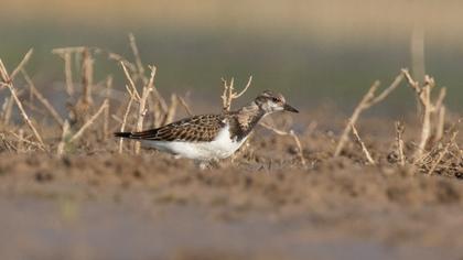 Ruddy Turnstone