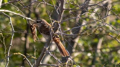 Red-backed Shrike