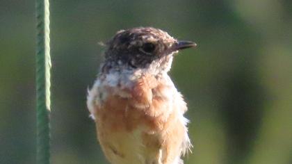 European Stonechat