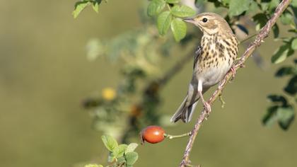 Tree Pipit