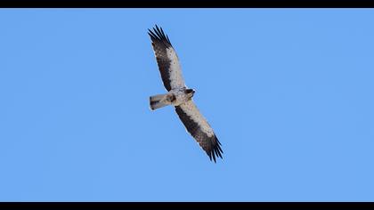 Booted Eagle