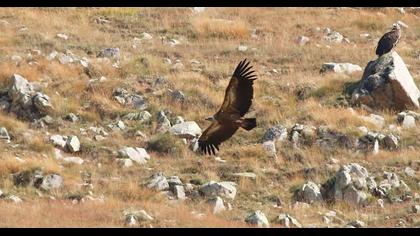 Griffon Vulture