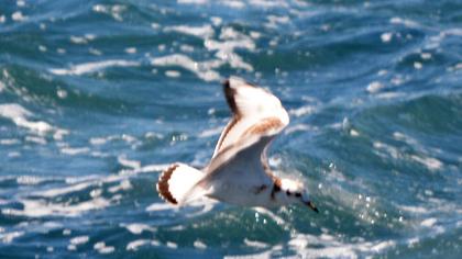 Little Gull