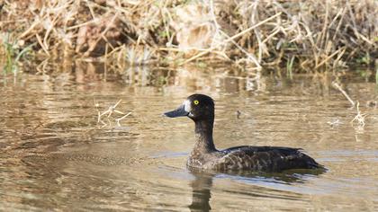 Tufted Duck
