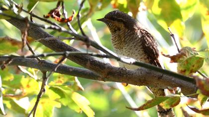 Eurasian Wryneck
