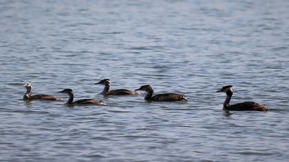 Great Crested Grebe