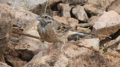 Rock Bunting