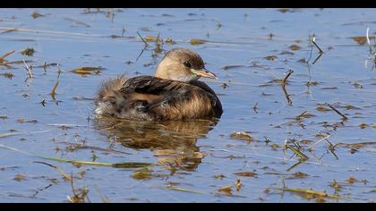 Little Grebe