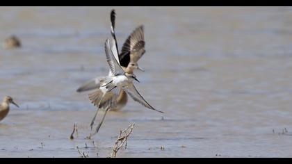 Little Stint