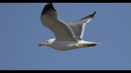 Armenian Gull