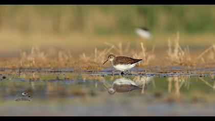 Green Sandpiper