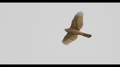 Northern Goshawk