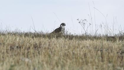 Saker Falcon