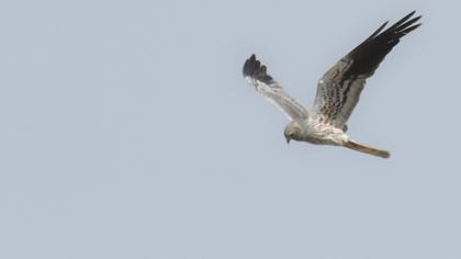Montagu`s Harrier