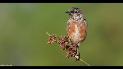 European Stonechat
