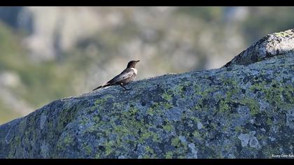 Ring Ouzel